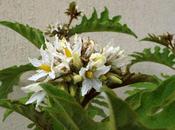 Piante Solanum torvum fiore pronte diventare l’albero delle melanzane