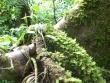 Birmania campione deforestazione