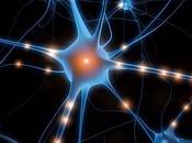Neuroni specchio cervello umano
