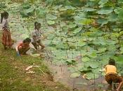 Lettere dalla Kampuchea Solo nella foresta.