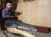 Nuovo coccodrillo preistorico scoperto lastre calcaree destinate cucina