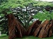 opere Patrick Dougherty imitano natura