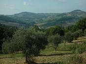 Extravergine Toscana: alla selezione regionale