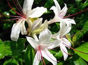 Honeysuckle