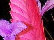 Wallpaper: Tillandsia