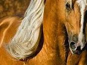cavallo d'oro