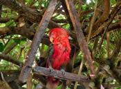 Viaggi Indonesia: Cacatua bianco rosso