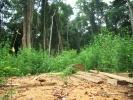 Deforestazione preistorica: affatto colpa Bantu