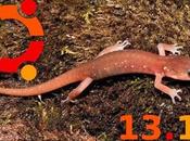 Ubuntu 13.10 “Saucy Salamander” famiglia pronte download.