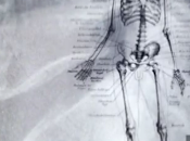 video OVO: scheletro, mano, piede