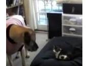 Gatti (furbi) rubano cucce cani (tonti): compilation (Video)