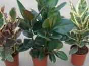 Talea ficus benjamin