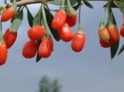 bacche goji biologiche