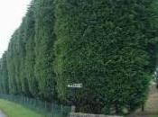 siepi sempreverdi alte