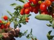 Bacche goji Dukan