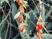 goji coltivazione