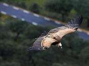 Limiti Velocità Uccelli rispettosi degli uomini