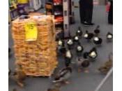 Papere invadono negozio York mangiano popcorn (Video)