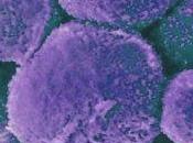 Cellule Natural Killer