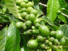 Come perdere peso caffè verde