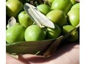 Menfi rassegna d’arte tema dell’olio