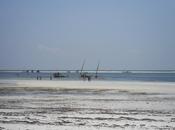 Spiagge fauna: Provincia della Costiera Kenya