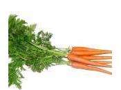 Uomini cerca figlio? Sperma fertile mangiate carote