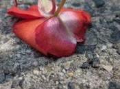 Ceto: morto Eros Veneziani stilista