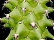 Wallpaper: Euphorbia Spinulosa