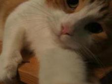 Anche gatti fanno autoscatti! Chiedete Snapcat