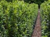 potatura siepe lauro