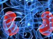 proteine vegetali allungano vita malati reni