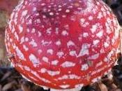 amanita muscaria