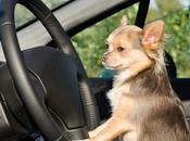 Come attraversa strada? spiega amico zampe