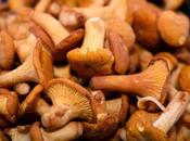 funghi: come raccogliergli mangiarli sicurezza