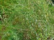 lycium barbarum proprietà