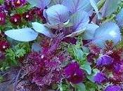 Ornamental Cabbage