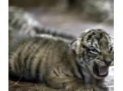 cuccioli tigre Bengala nati nello Paraguay (foto)