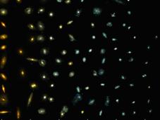 Hubble rivela prime immagini della fomazione Lattea