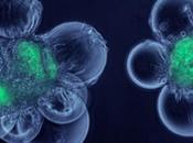 Cellule staminali cordone ombelicale: ricerca compie grandi progressi