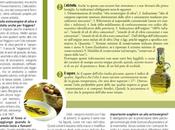 L’olio extra vergine d’oliva: l’oro mediterraneo