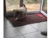 cane entra casa pulisce zampe tappeto (Video)