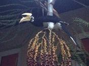 Malabar Pied Hornbill Anthracoceros coronatus, ospite...