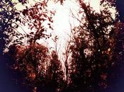 Camusi domenica novembre Glue-Lab