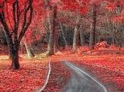 autunno sorbus colora rosso