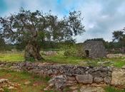 premio internazionale poesia “Piccapane”