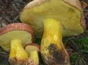 boletus regius