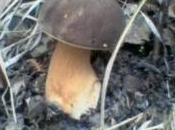 boletus aereus