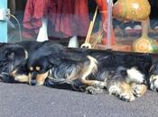 Turchia pregiudizi degli italiani (171)