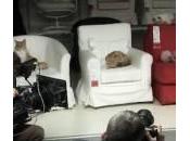 Cento gatti invadono negozio Ikea notte esperimento (Video)